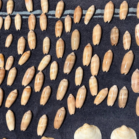 Real Shells for crafting/decor - Picture 1 of 2